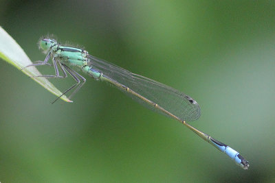 Ischnura elegans - Common Bluetail