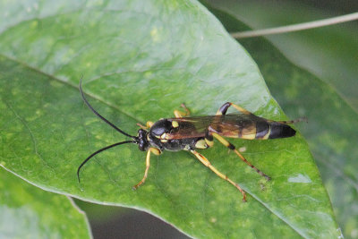 A ichneumon wasp without a common name.