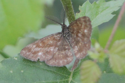 Ematurga atomaria -Common Heath