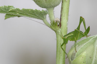 Leptophyes punctatissima - Speckled Bush-cricket