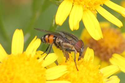 Stomorhina lunata - Locust Blowfly