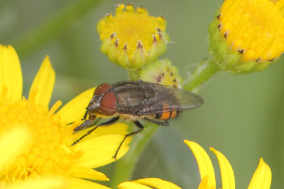 Stomorhina lunata - Locust Blowfly