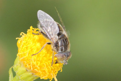 Eristalinus sepulchralis - Black Lagoon Fly