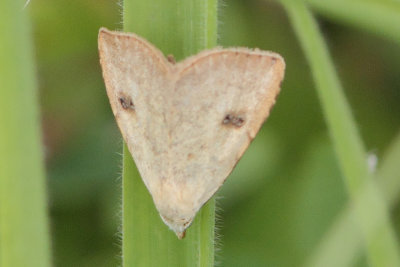 Rivula sericealis - Straw Dot