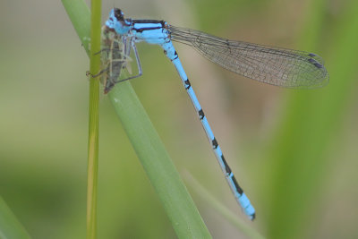 Enallagma cyathigerum - Common Blue Damselfly