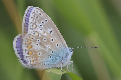 Polyommatus icarus - Common Blue