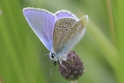 Polyommatus icarus - Common Blue