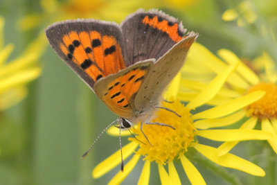 Lycaena phlaeas - Small Copper