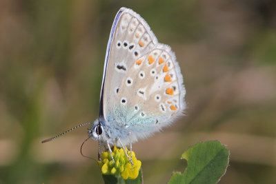 Polyommatus icarus - Common Blue