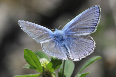 Polyommatus icarus - Common Blue