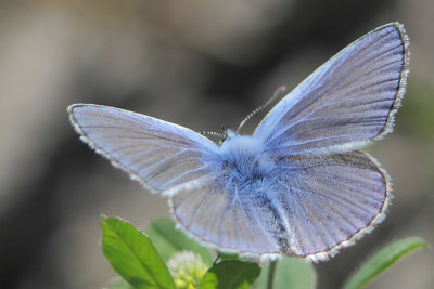 Polyommatus icarus - Common Blue