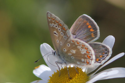 Polyommatus icarus - Common Blue
