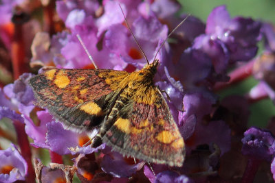 Pyrausta aurata - Mint Moth