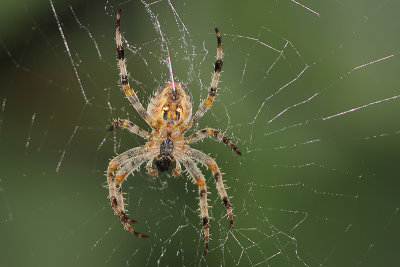 Araneus diadematus - European Garden Spider