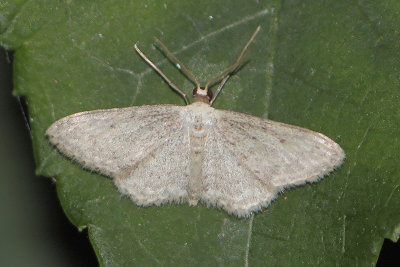 Idaea seriata - Small Dusty Wave