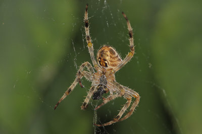 Araneus diadematus - European Garden Spider