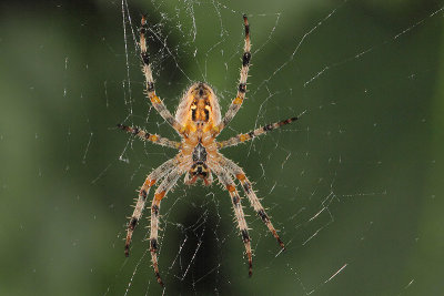 Araneus diadematus - European Garden Spider
