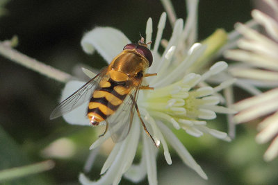 Syrphus torvus - Hairy-eyed Syrphus