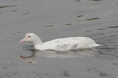 Fulica atra - Eurasian Coot