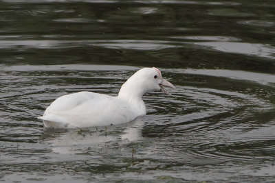 Fulica atra - Eurasian Coot