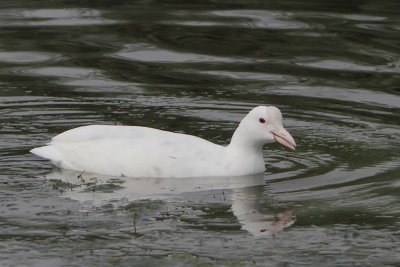 Fulica atra - Eurasian Coot