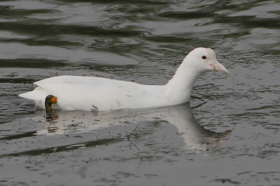 Fulica atra - Eurasian Coot