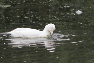 Fulica atra - Eurasian Coot