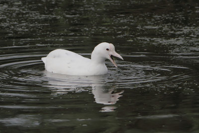 Fulica atra - Eurasian Coot