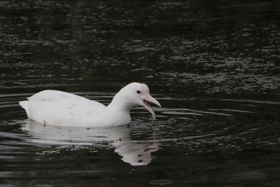 Fulica atra - Eurasian Coot