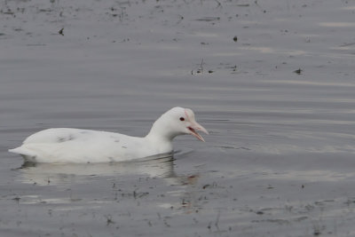 Fulica atra - Eurasian Coot