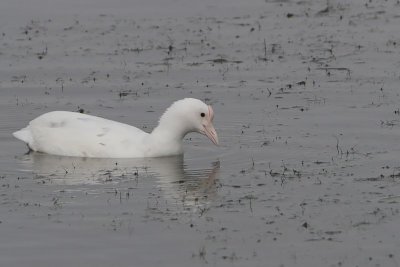 Fulica atra - Eurasian Coot