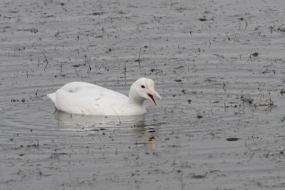 Fulica atra - Eurasian Coot
