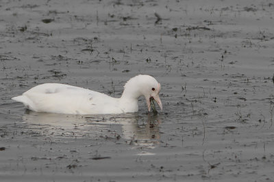 Fulica atra - Eurasian Coot