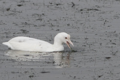 Fulica atra - Eurasian Coot