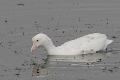 Fulica atra - Eurasian Coot