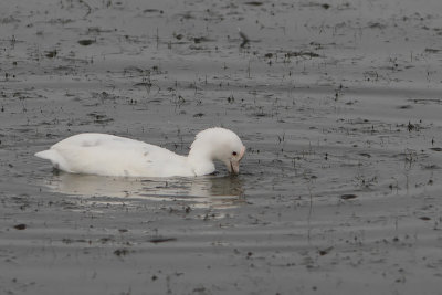 Fulica atra - Eurasian Coot