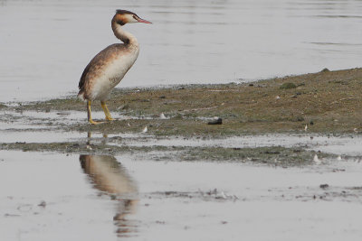 Podiceps cristatus - Great Crested Grebe