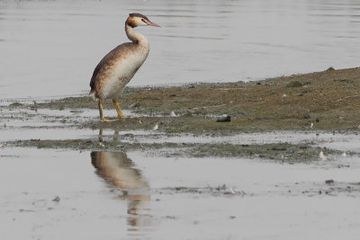 Podiceps cristatus - Great Crested Grebe