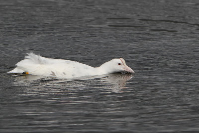 Fulica atra - Eurasian Coot