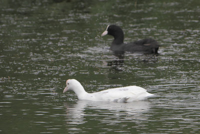 Fulica atra - Eurasian Coot