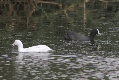Fulica atra - Eurasian Coot