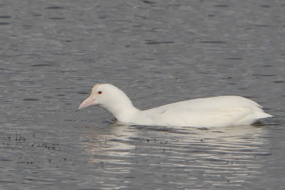 Fulica atra - Eurasian Coot
