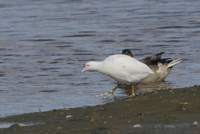 Fulica atra - Eurasian Coot