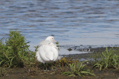 Fulica atra - Eurasian Coot