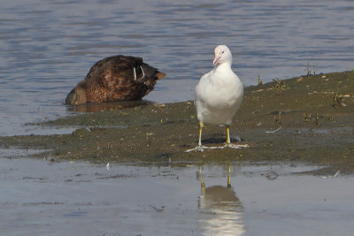 Fulica atra - Eurasian Coot