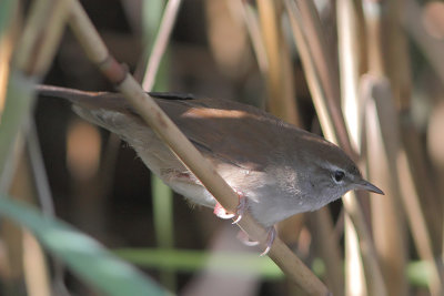 Cetti's Zanger