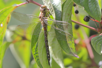 Aeshna mixta - Migrant Hawker