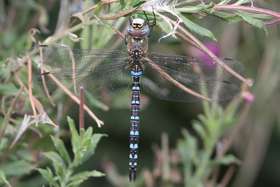 Aeshna mixta - Migrant Hawker