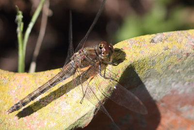 Sympetrum striolatum - Common Darter