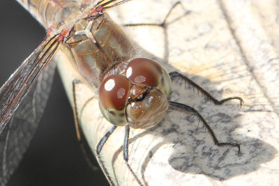 Sympetrum striolatum - Common Darter